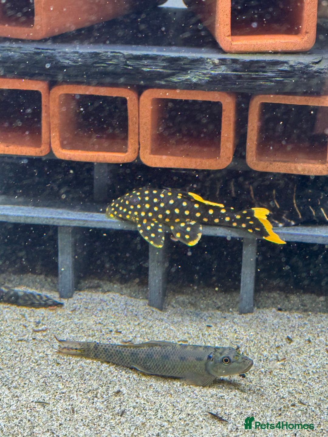 Plecos fish for sale: Plecos for sale  - Advert 2