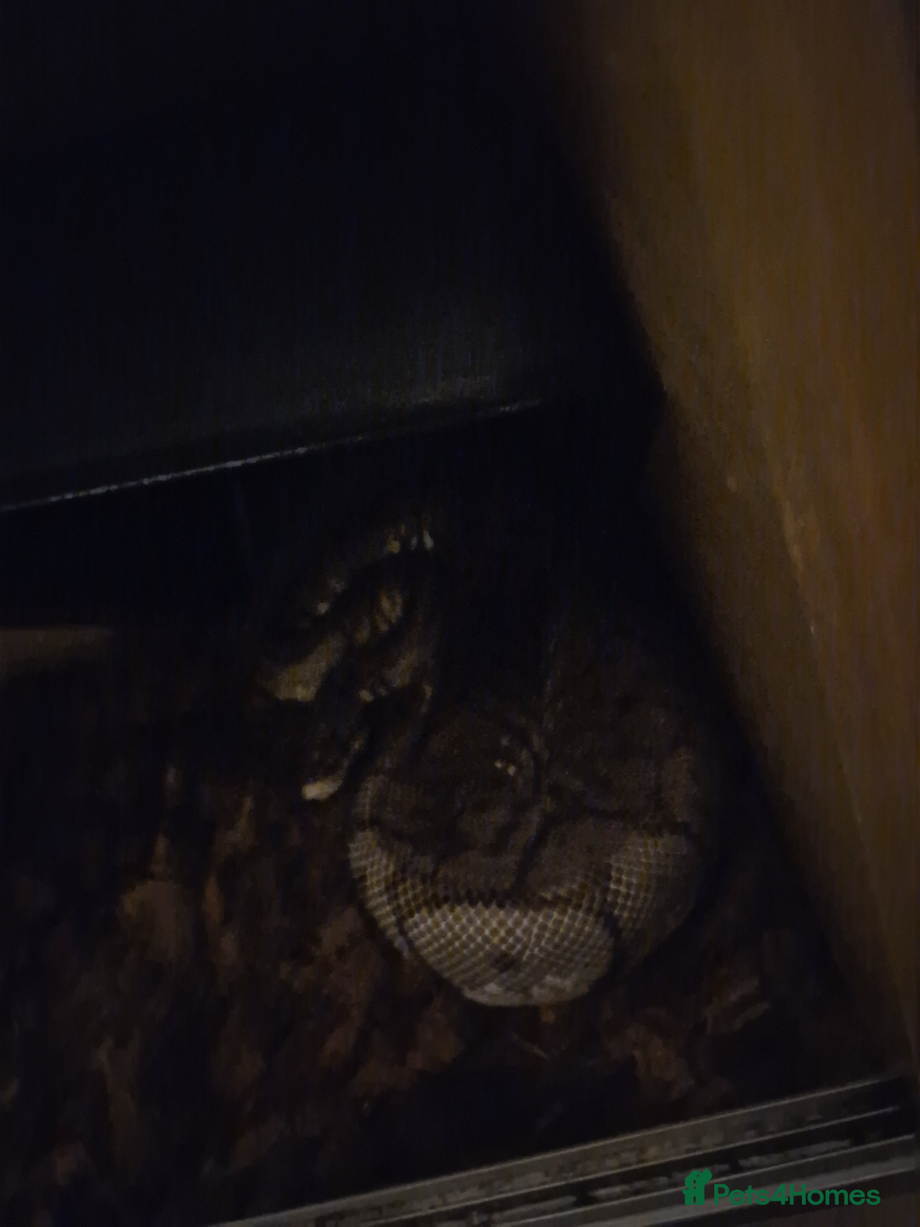 Python Snake reptiles Sider pastel royal  - Advert 1