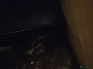 Python Snake reptiles Sider pastel royal - Advert 1