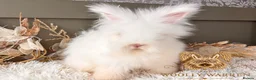 Angora rabbits for sale: 3 BEAUTIFUL VACCINATED ANGORAS READY NOW - Advert 12