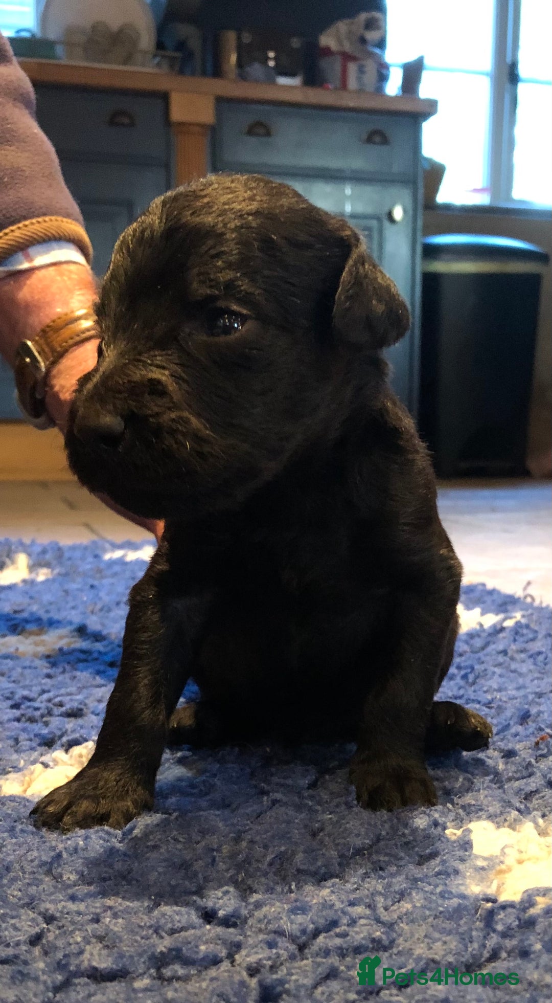 Labradoodle dogs for sale: READY NOW TOP QUALITY Standard F1 Labradoodles - Advert 15