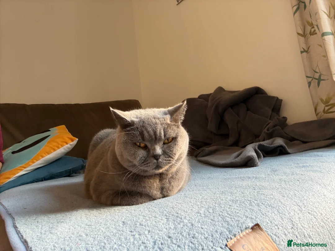 Brazilian Shorthair cats for sale: 2 BSH - Advert 10