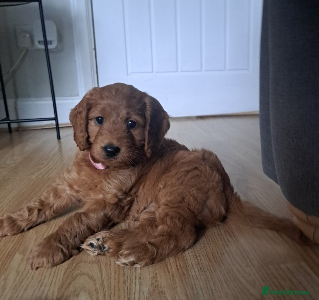 Cockapoo dogs for sale: Gorgeous Red, Golden & Apricot F1 Cockapoos - Image 12