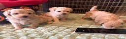Maltipoo dogs for sale: Toy Maltipoo Puppies (TOY MALTESE X TOY POODLE) - Advert 6