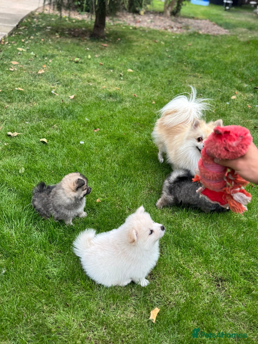 Pomeranian dogs for sale: Pomeranian puppies 🐶  - Image 13