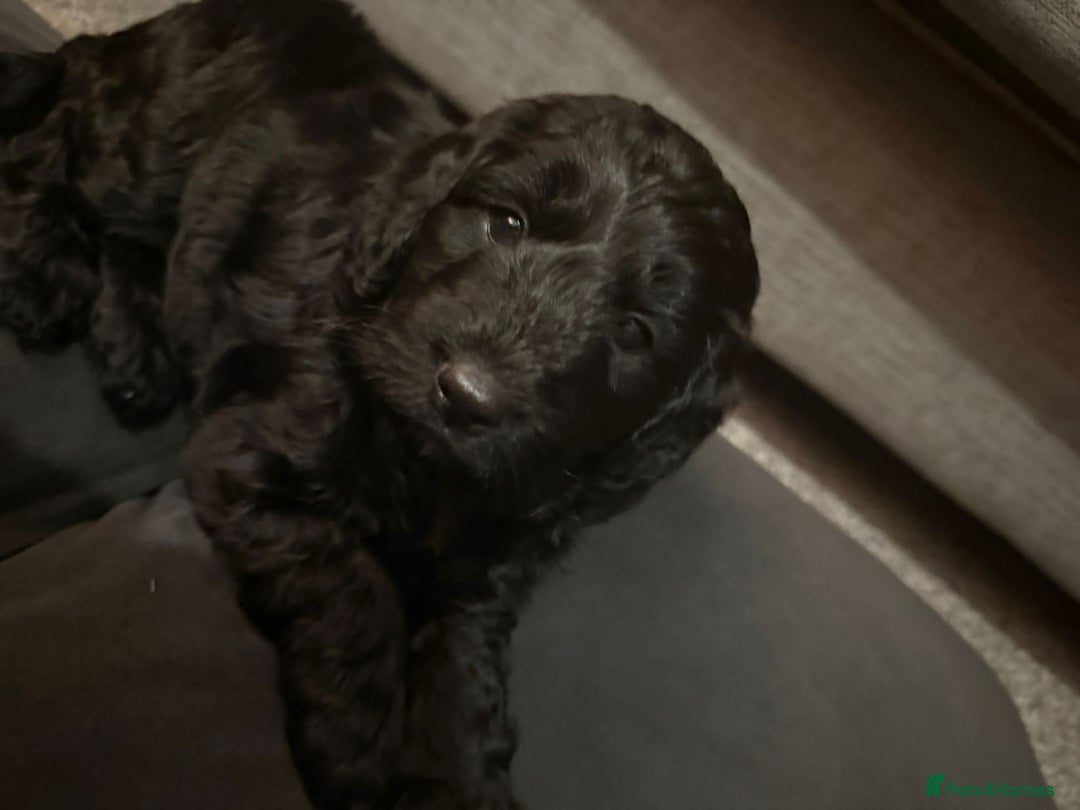 Cockapoo dogs for sale: Cockapoo puppies for sale - Advert 6