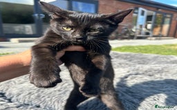 Bengal cats for sale: Two adorable Blue/Melanistic Bengal Kittens TICA  in Benfleet - Image 7