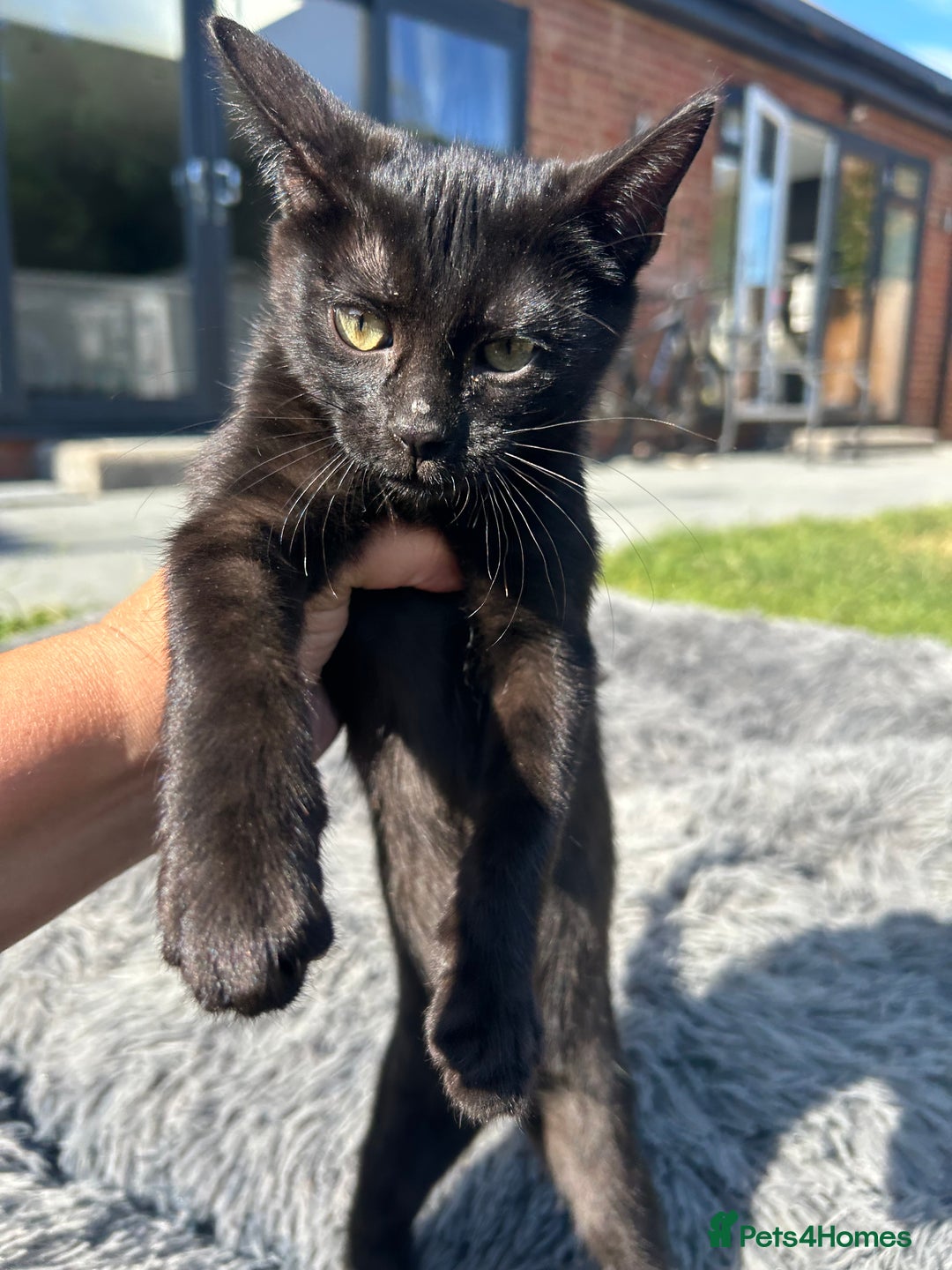 Bengal cats for sale: Two adorable Blue/Melanistic Bengal Kittens TICA  in Benfleet - Image 7