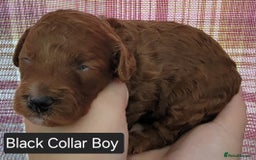 Maltipoo dogs for sale: F1b Maltipoo - Image 21