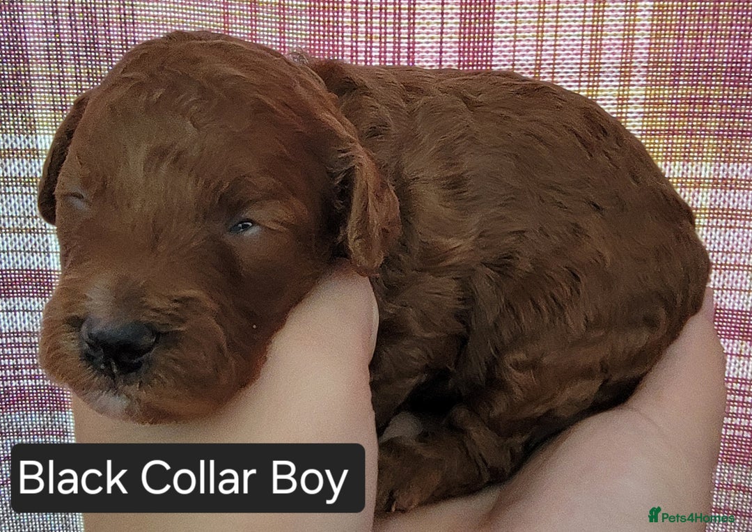 Maltipoo dogs for sale: F1b Maltipoo - Image 21