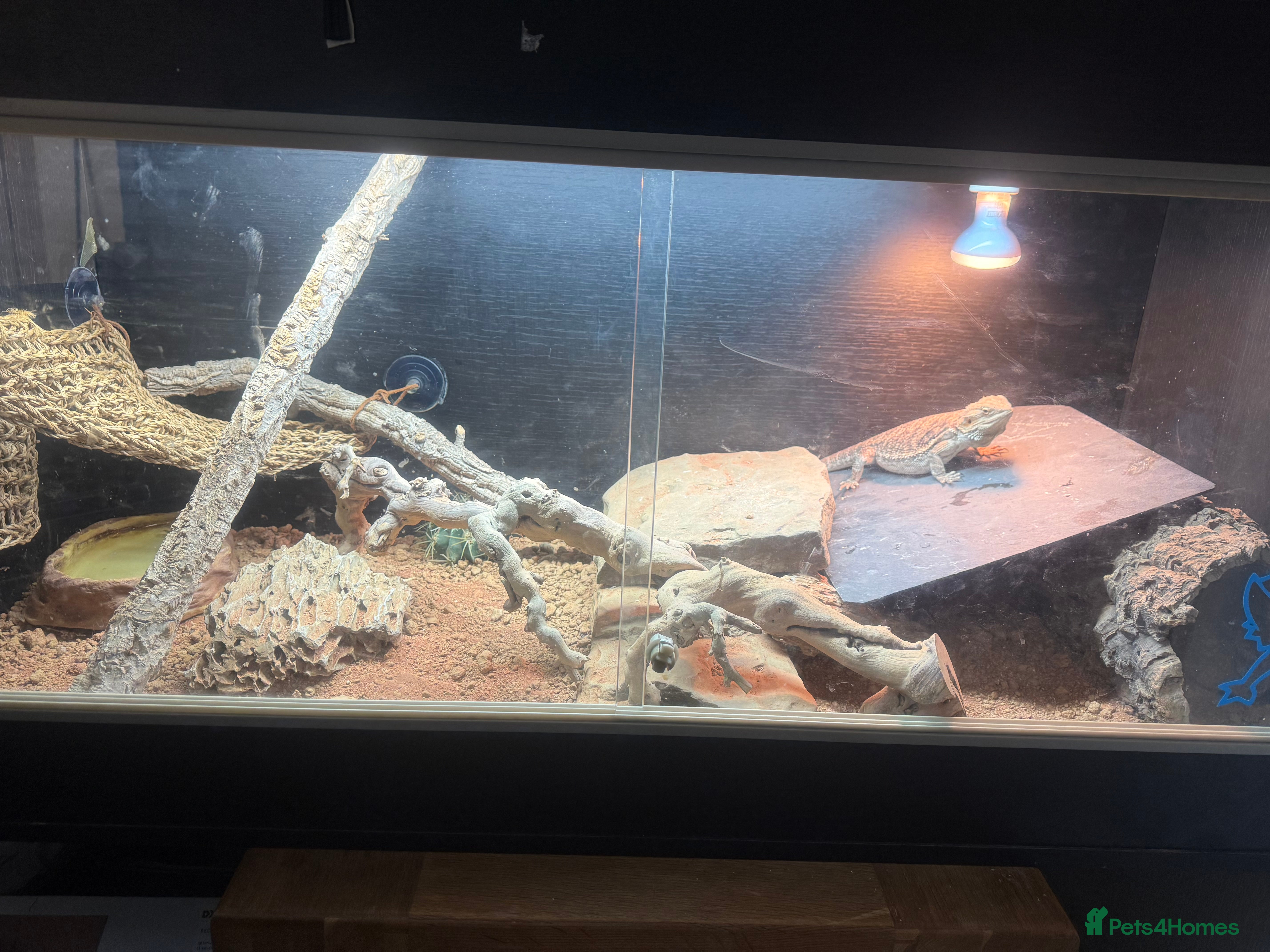 Bearded Dragon reptiles Bearded dragon and complete set up - Advert 2
