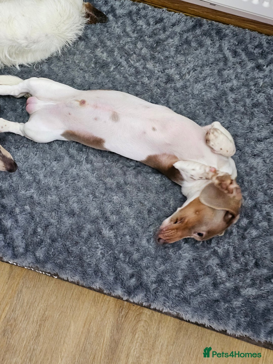 Dachshund dogs for sale: 2 Loving Miniature Dachshunds–Must Stay Together - Image 14