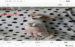 Chihuahua dogs for sale:  - chihuahua - two cheerful boys - Advert 8