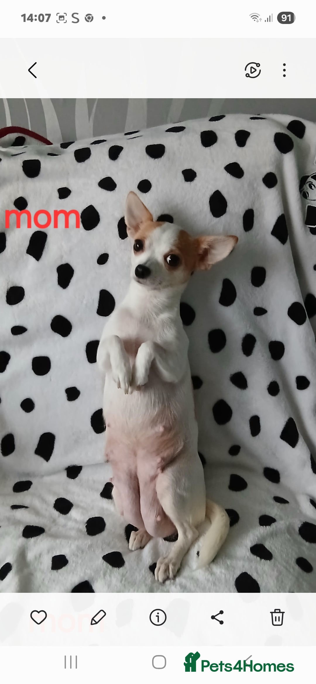 Chihuahua dogs for sale:  - chihuahua - two cheerful boys - Advert 8