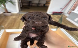 Miniature Poodle dogs for sale: Miniature poodles REDUCED READY TO LEAVE NOW  - Image 12