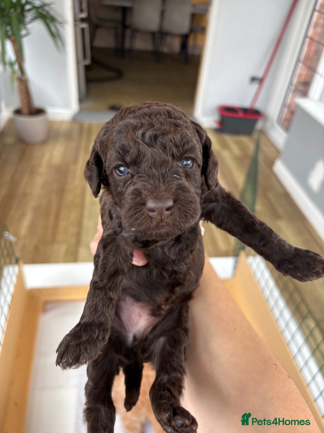 Miniature Poodle dogs for sale: Miniature poodles REDUCED READY TO LEAVE NOW  - Image 12