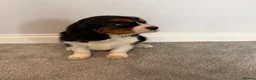 Cavalier King Charles Spaniel dogs for sale: Beautiful health tested cavalier King Charles  - Advert 4