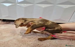 Miniature Dachshund dogs for sale: Only 4 left! Adorable Mini Dachshund Puppies 🐾🐶 - Image 22