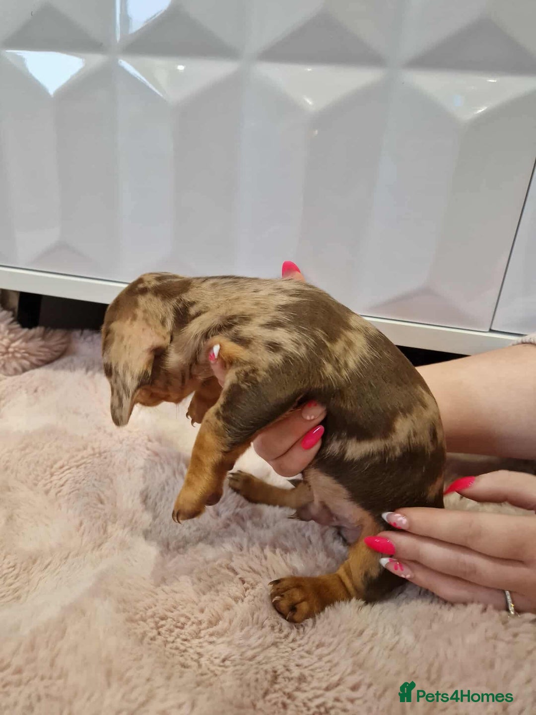 Miniature Dachshund dogs for sale: Only 4 left! Adorable Mini Dachshund Puppies 🐾🐶 - Image 22