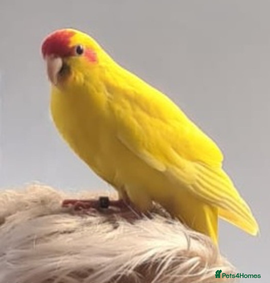 Parakeets birds for sale: Kakariki's x4 handreared kakariki's  - Image 19