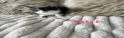 Mixed Breed cats for sale: 🩷Cross Maine Coone Kittens🩷 - Advert 2