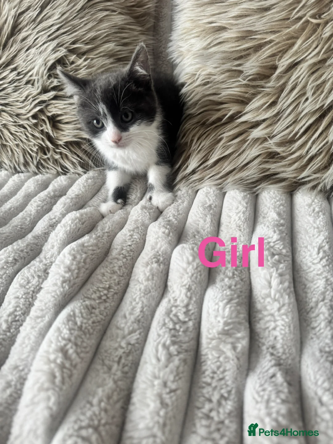 Mixed Breed cats for sale: 🩷Cross Maine Coone Kittens🩷 - Advert 2