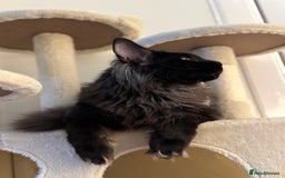 Maine Coon cats for stud: GCCF/TICA KING-SIZE STUD  in Dunfermline - Image 10