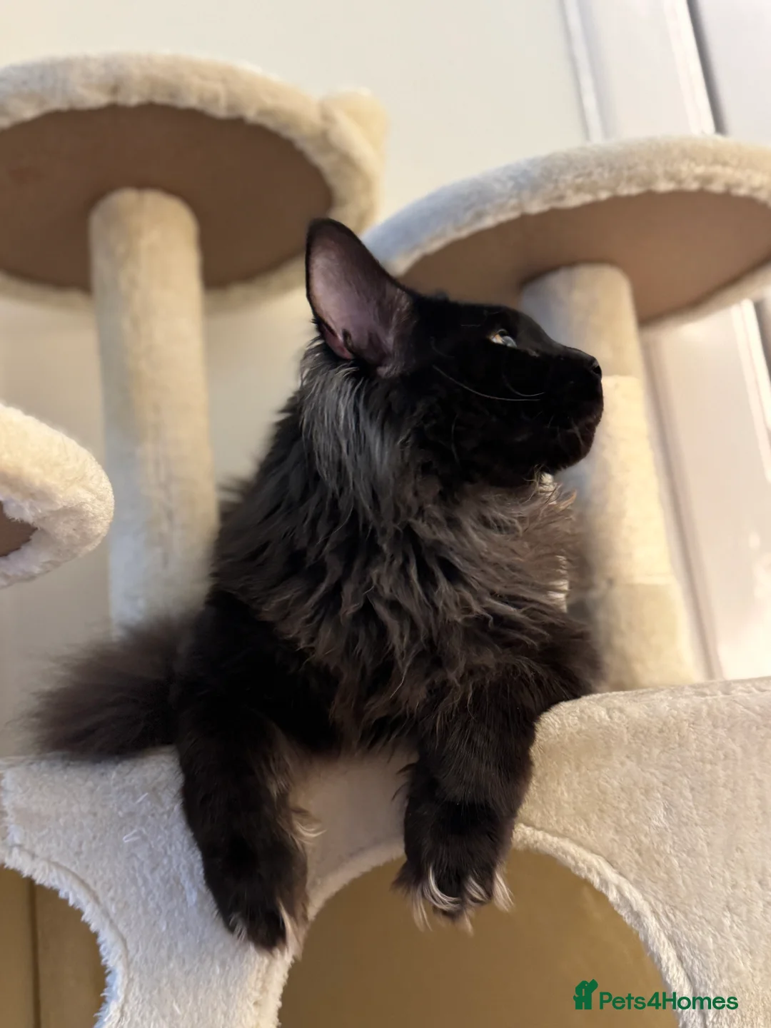 Maine Coon cats for stud: GCCF/TICA KING-SIZE STUD  in Dunfermline - Advert 15