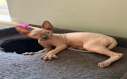 Sphynx cats for sale: Beautiful Sphynx Kittens Available  - Image 14