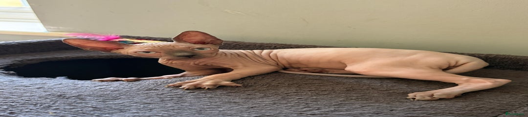 Sphynx Kitten 3
