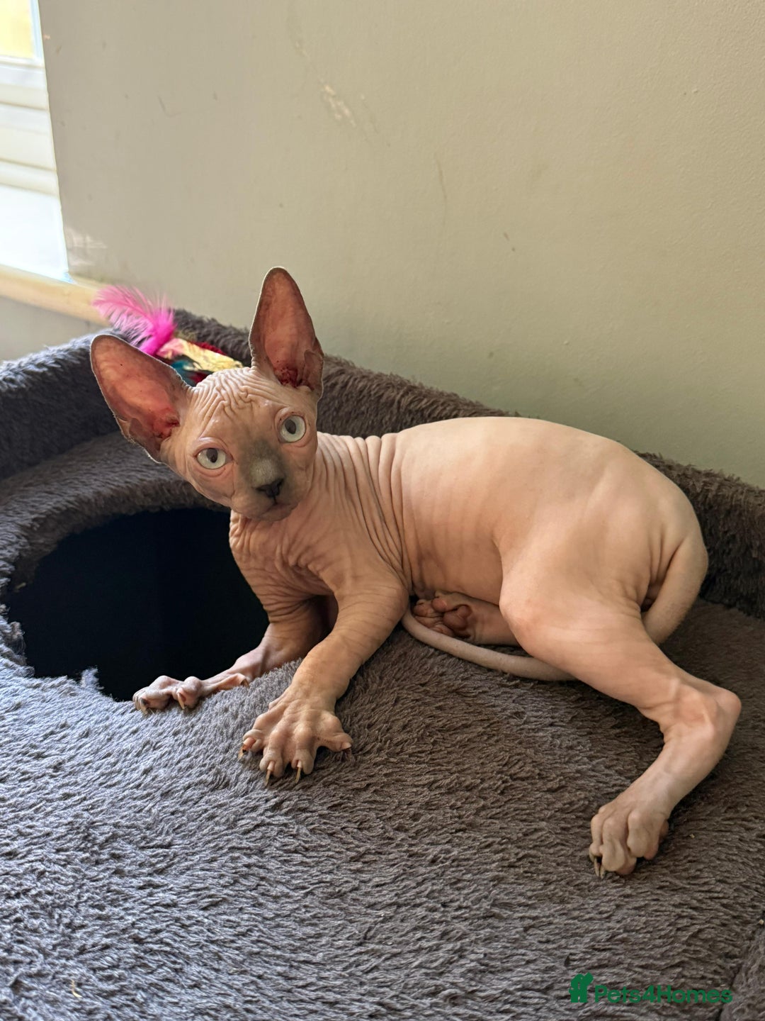 Sphynx cats for sale: Beautiful Sphynx Kittens Available  - Image 14