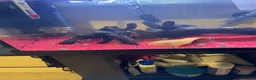 Other/Mixed Breed fish for sale: Polarblue parrot cichlids  - Advert 1