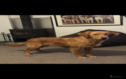 Mixed Breed dogs for sale: Beautiful Spangold puppies  - Image 7