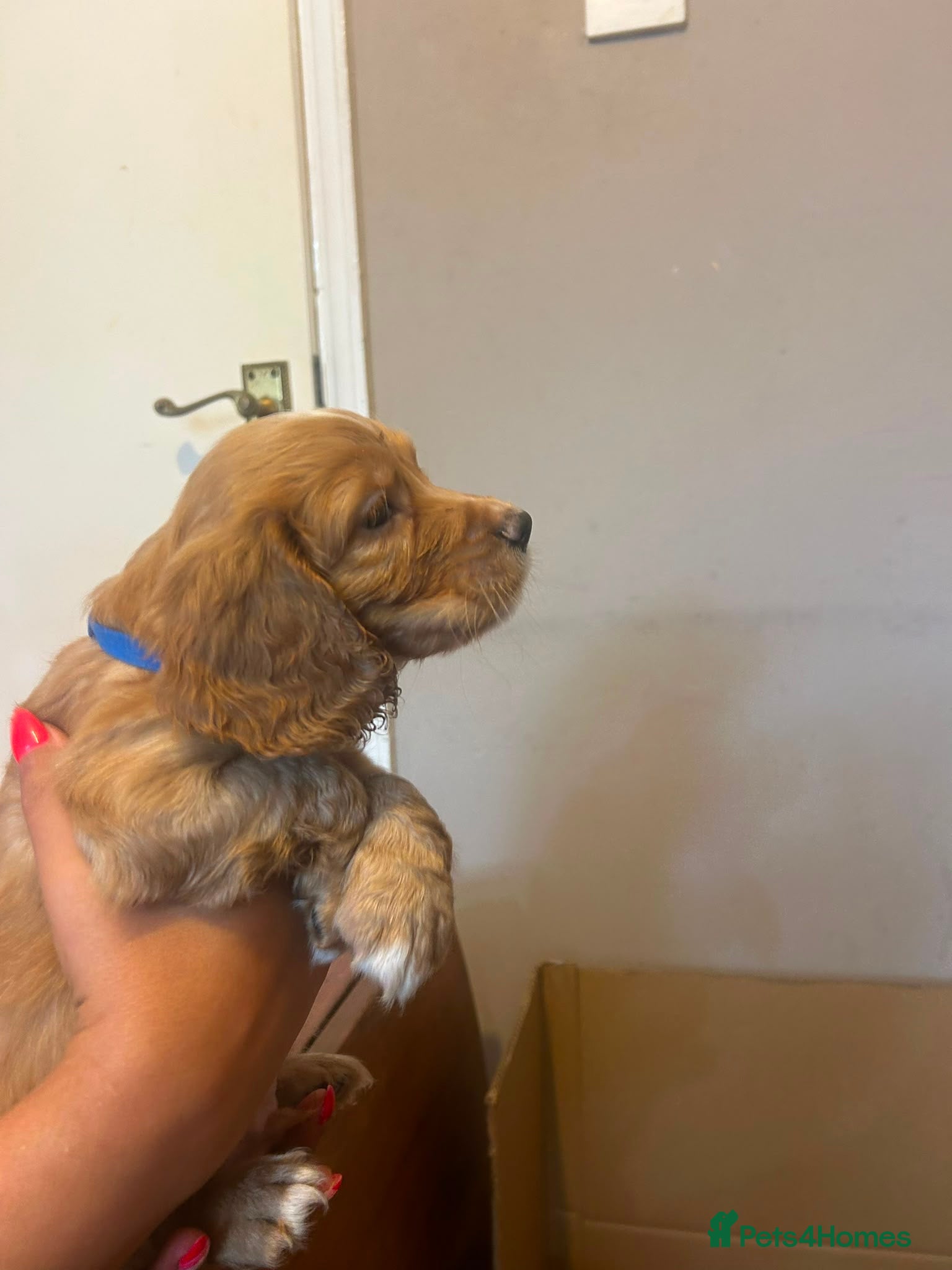 Mixed Breed dogs for sale: Adorable Family Raised Puppies Looking for Homes - Advert 7
