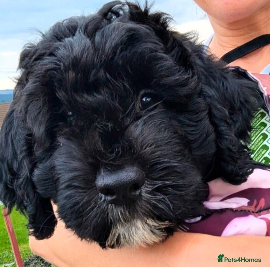 Sheepadoodle dogs (last girl) ❤️ F1 OES x Standard POODLE - Advert 2