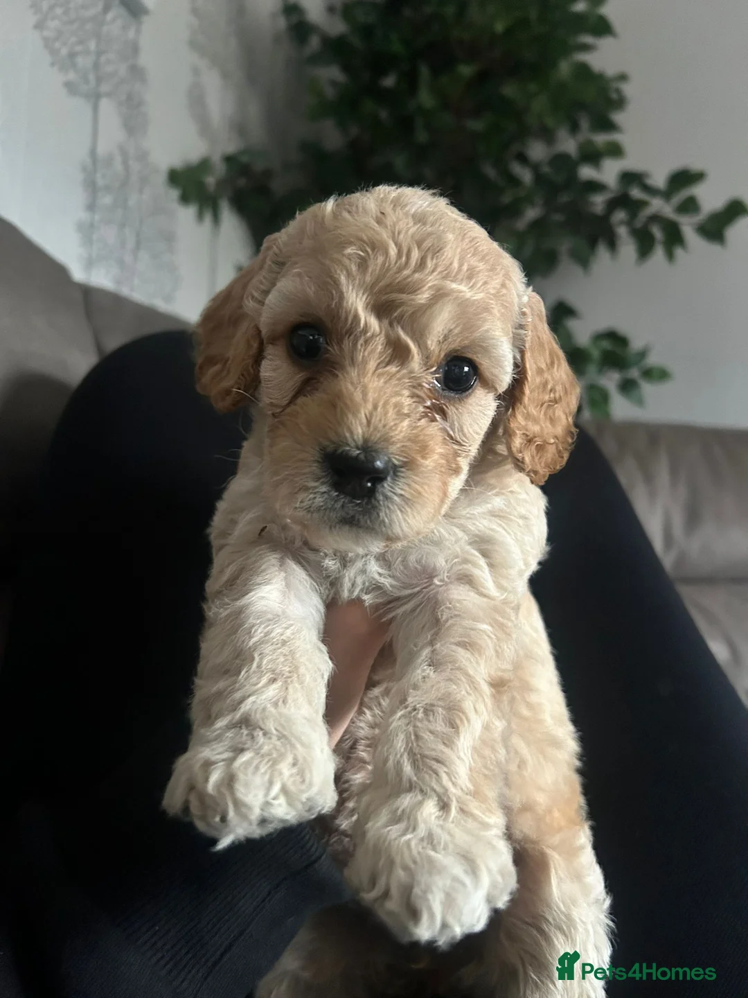 Cockapoo dogs for sale: Cockapoo Pups - Advert 2