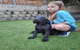 Labrador Retriever dogs for sale: ONLY 2 LEFT. Beautiful Healthy Labrador Puppies - Image 28