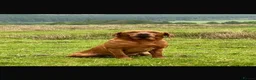 Labrador Retriever dogs for sale:  KC reg 12 lab puppies for sale  - Advert 5