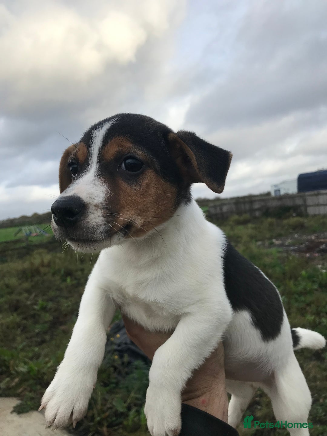 Jack Russell dogs for sale: Litter of 3 1 left  - Image 4
