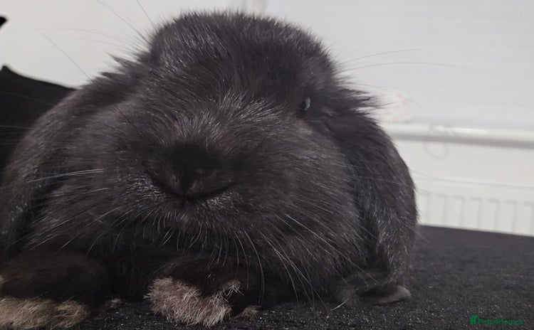 Mini Lop rabbits - Advert 4