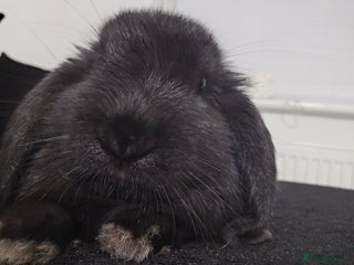 Mini Lop rabbits - Advert 16