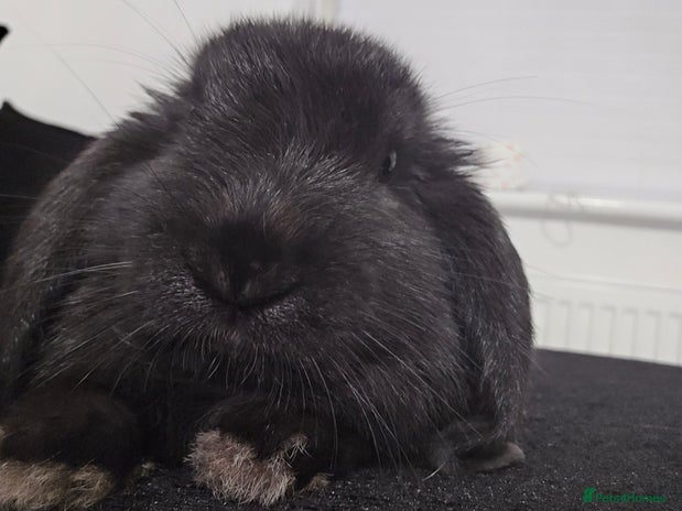 Mini Lop rabbits - Advert 7