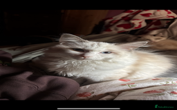 Ragdoll cats for sale: Ragdoll boy - Image 1