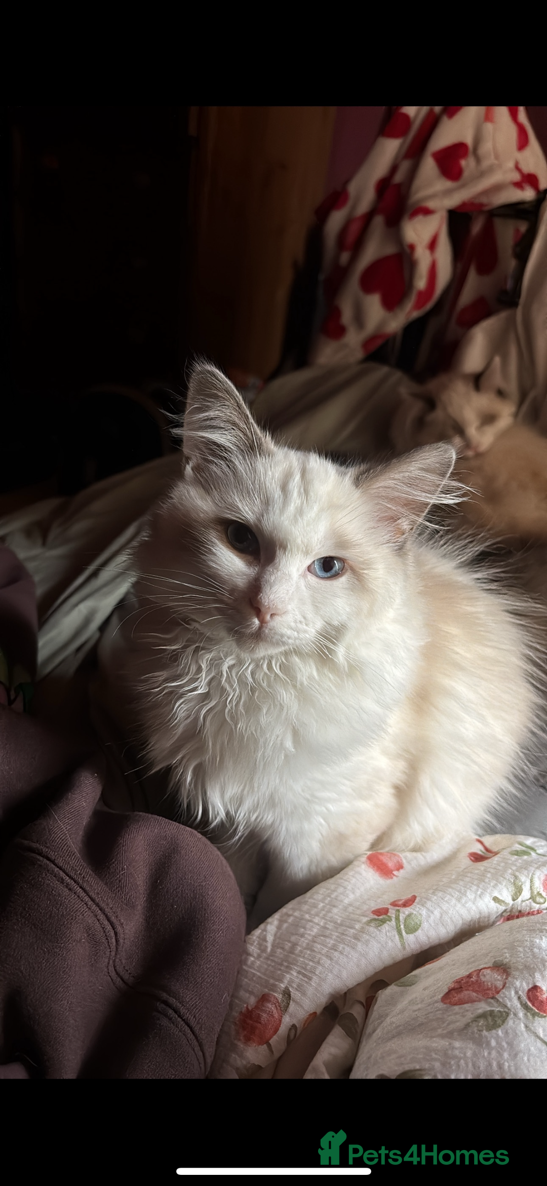 Ragdoll cats for sale: Ragdoll boy - Image 1