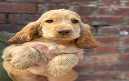 Cocker Spaniel dogs for sale: Show cocker spaniel in Bradford - Image 1