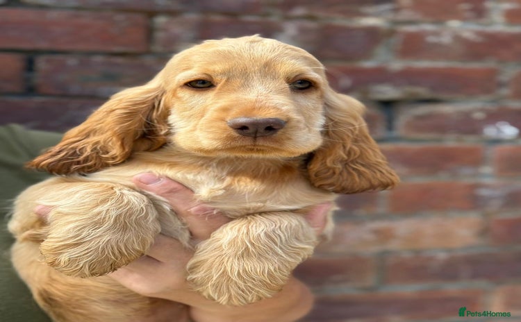 Cocker Spaniel dogs in Bradford - Advert 2