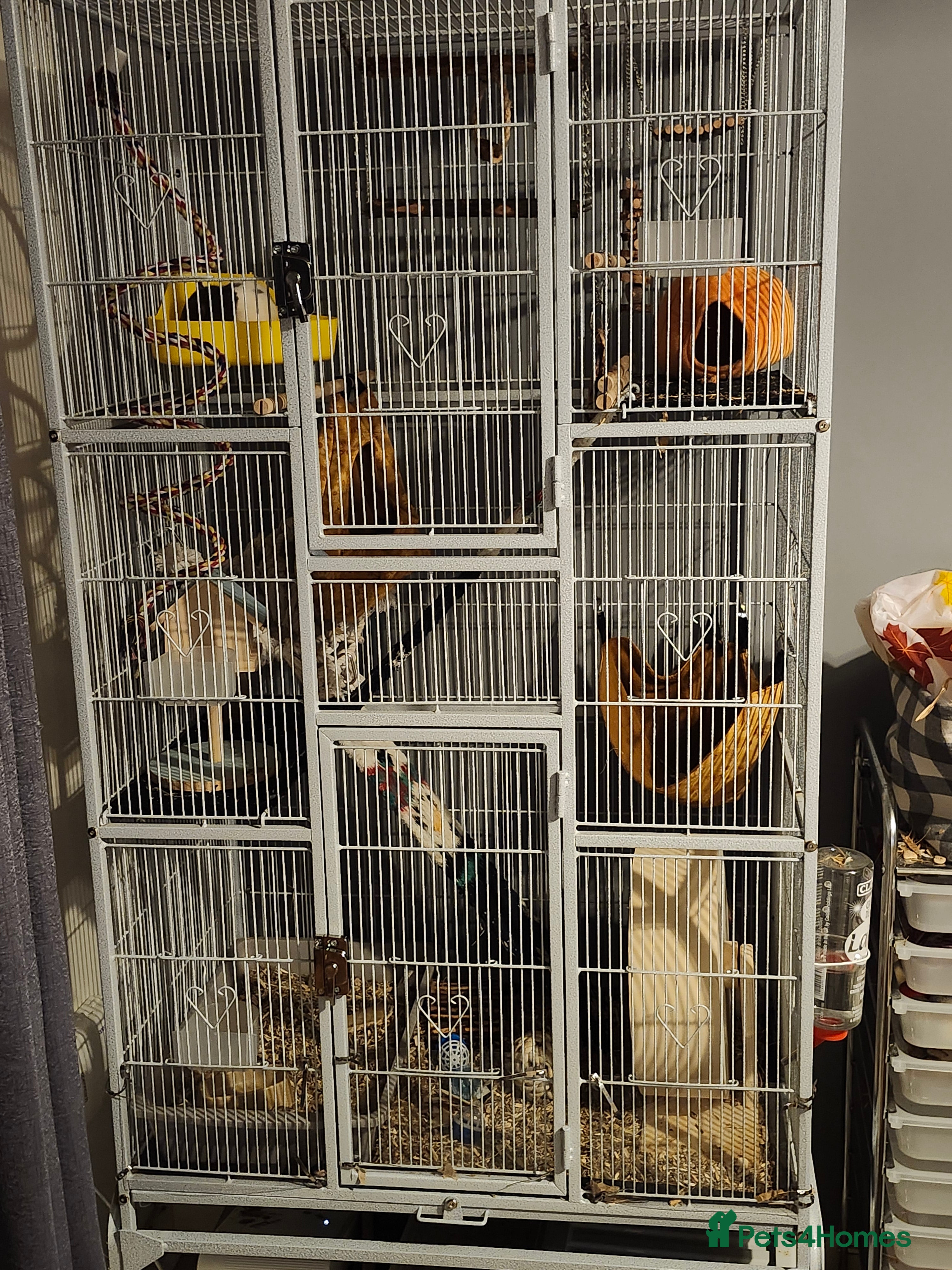 Rat rodents Young Female Grey/White Rats - Advert 11