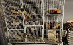 Rat rodents for sale: Young Female Grey/White Rats - Advert 1