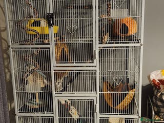 Rat rodents Young Female Grey/White Rats - Advert 15