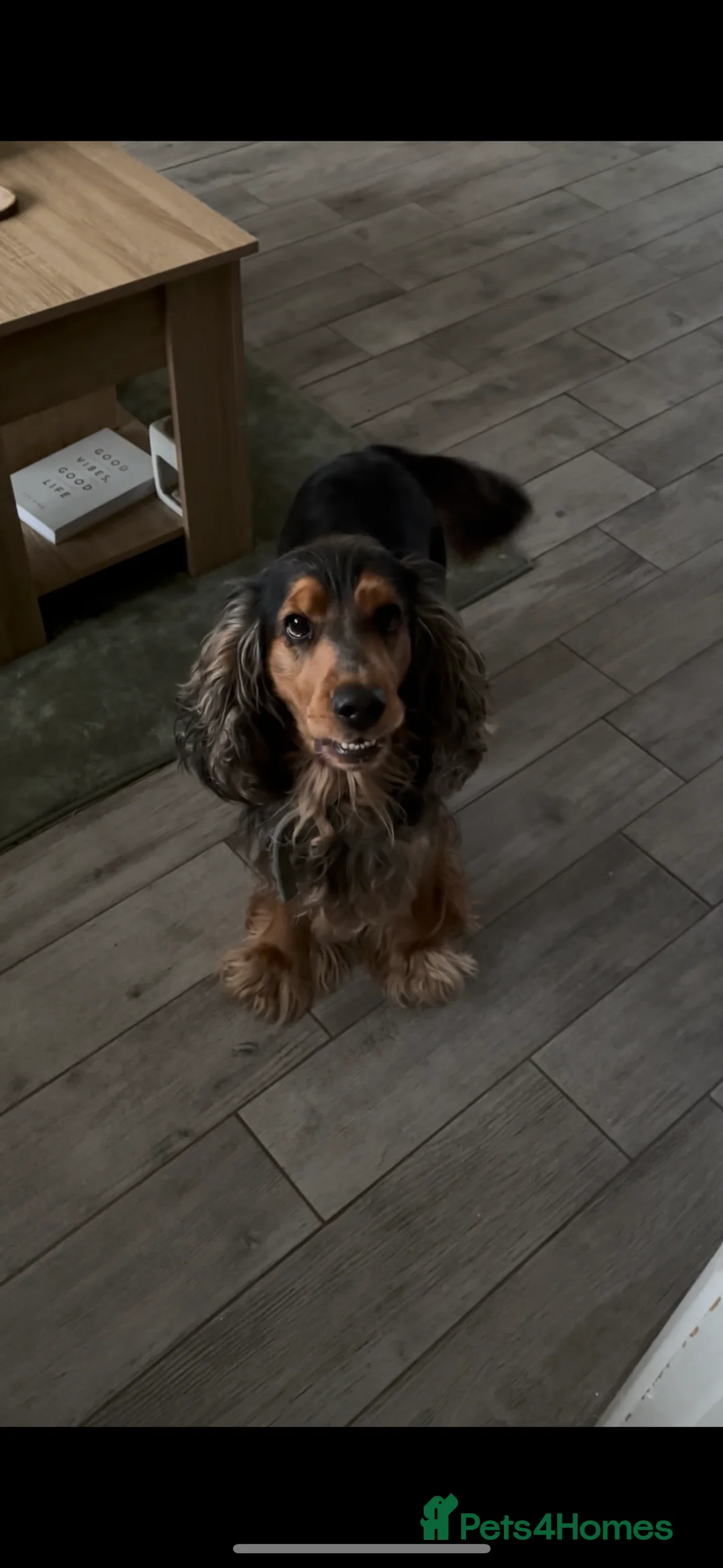 Cocker Spaniel dogs for stud: Cocker Spaniel male for stud - Advert 2